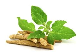Ashwagandha Benefits